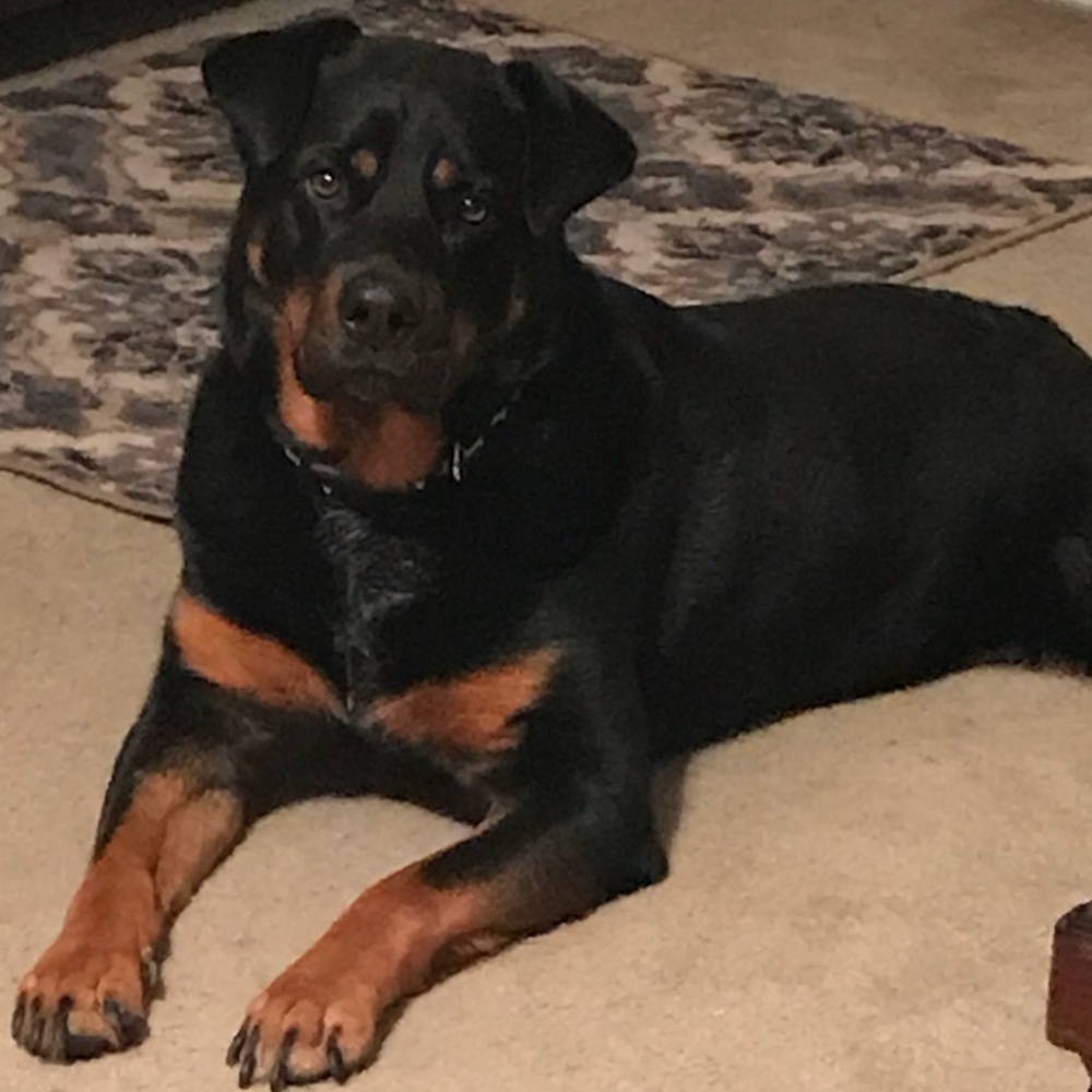 Meet your Posher, Yolsnda